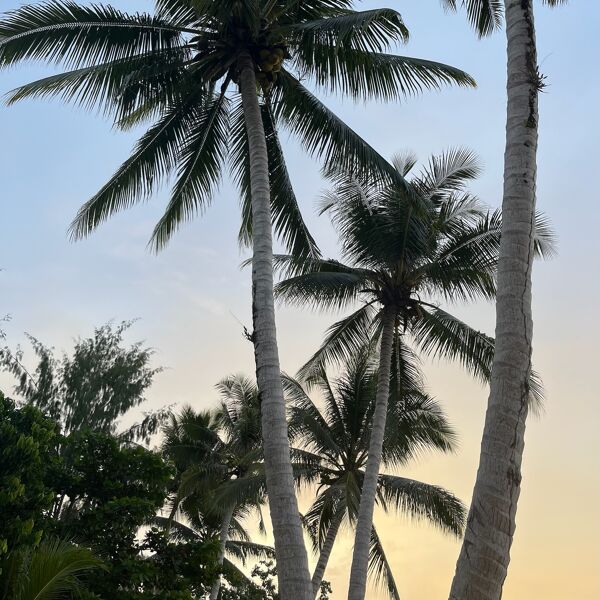 Sulawesi: How to reach and travel along this hidden gem? (2022)